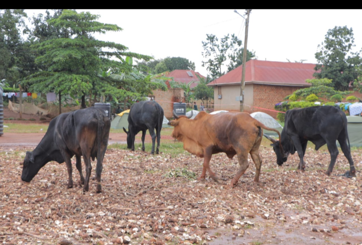 Omukama Ruhanga Owobusobozi Bisaka tops up His donation to kiteezi with Cows worth 16m shillings